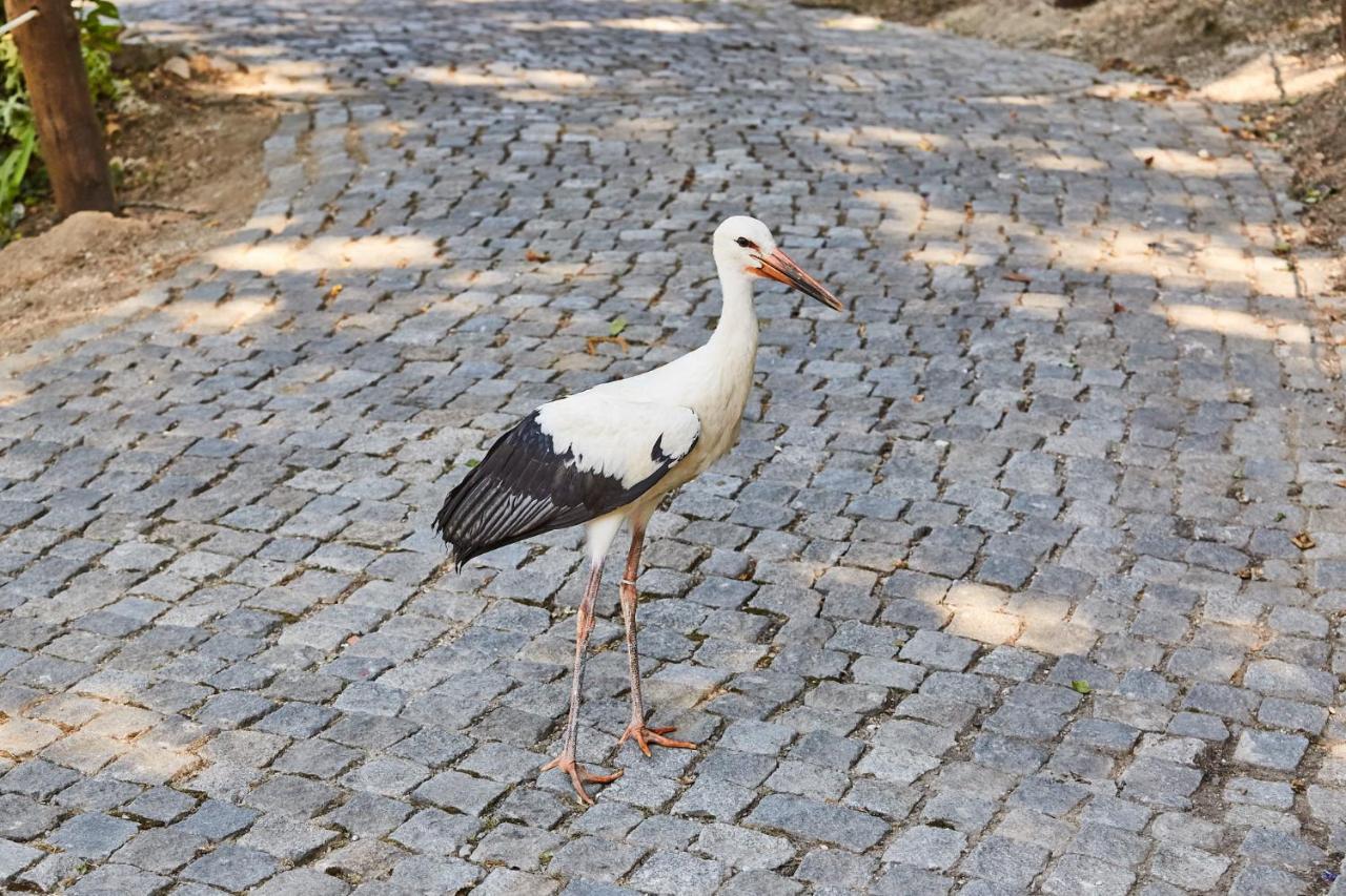 Quinta Do Lordelo Turismo Rural Villa Penafiel Kültér fotó